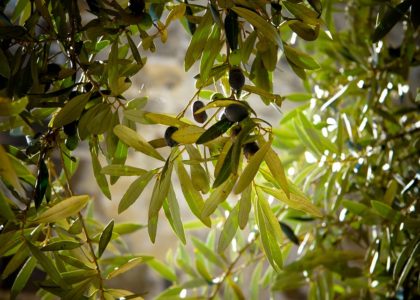 Olive coltivate in ciociaria