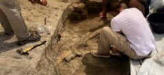 Resti di un pachiderma vissuto 400.000 anni fa